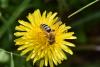 Andrena gravida